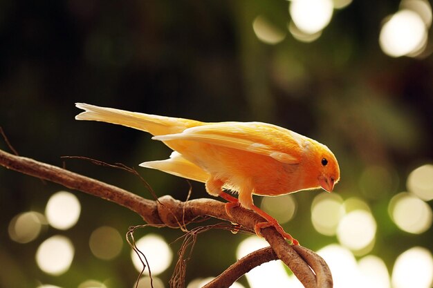 canário sentado em um galhocanário sentado no fundo da natureza