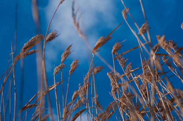 Cañas en cielo azul