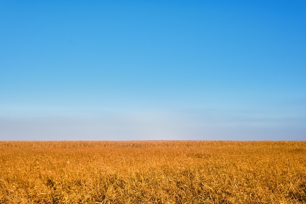 Cañas de color amarillo dorado contra el de un cielo azul claro en verano o principios de otoño.