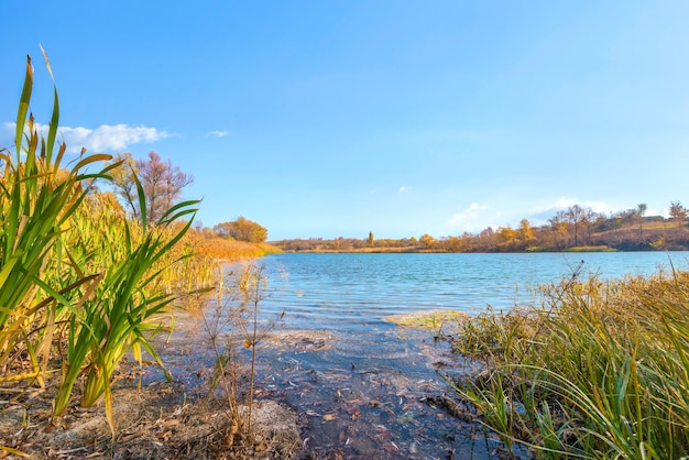 Cañas y lenteja de agua en el estanque en otoño