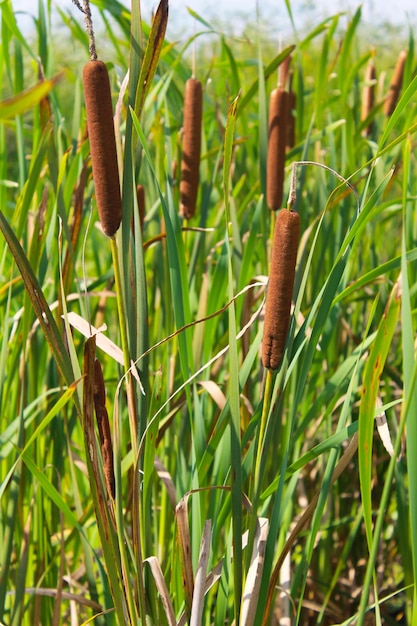 Cañas en un pantano