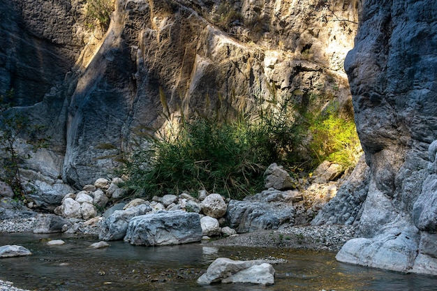 Las cañas que crecen en el fondo de un cañón de montaña están bellamente iluminadas por el sol