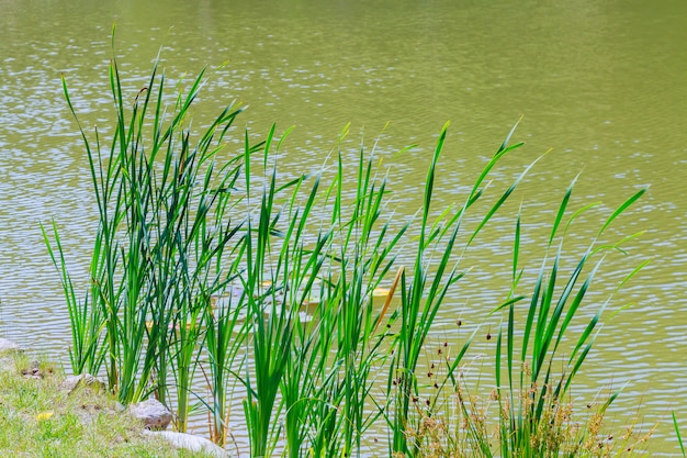 Cañas que crecen en el lago