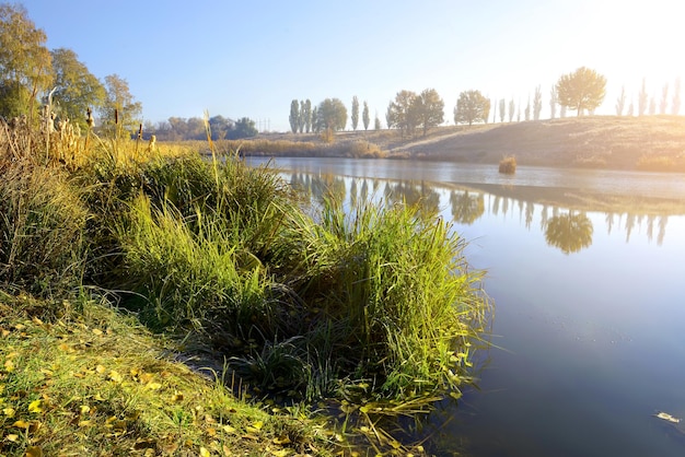 Cañas en el río de otoño al amanecer.