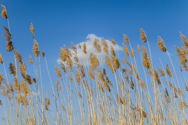 Cañas secas en la naturaleza contra el cielo