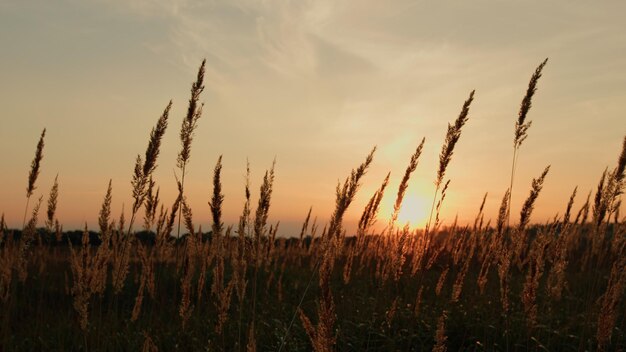 Cañas secas en la orilla del lago al atardecer ramas beige de la hierba de la pampa con flores secas caña seca