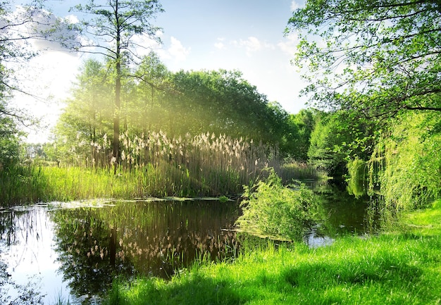 Cañas secas en el río en la mañana soleada