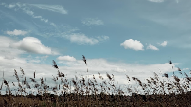 Cañas secas, siluetas de hierba de la pampa contra el espectacular cielo con nubes. Paisaje de otoño, naturaleza estacional. Imagen teñida.