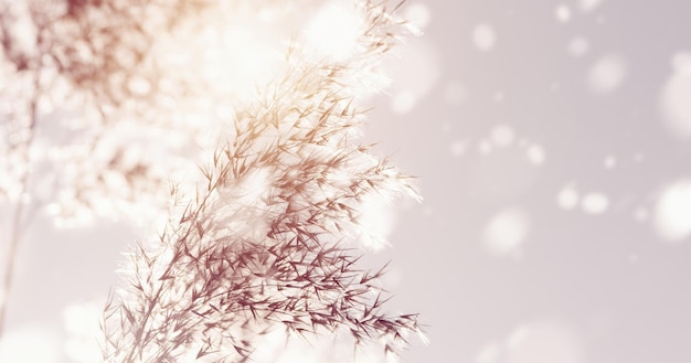 Cañas secas en el viento y la nieve invierno naturaleza fondo pampa hierba luz del sol nevadas espacio de copia