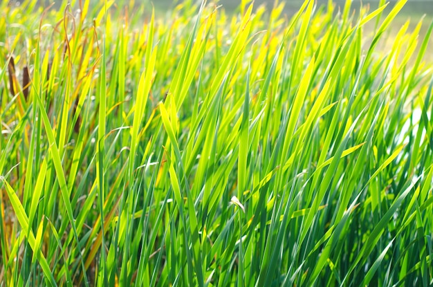 cañas verdes