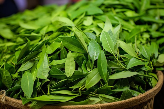 una canasta de albahaca verde fresca