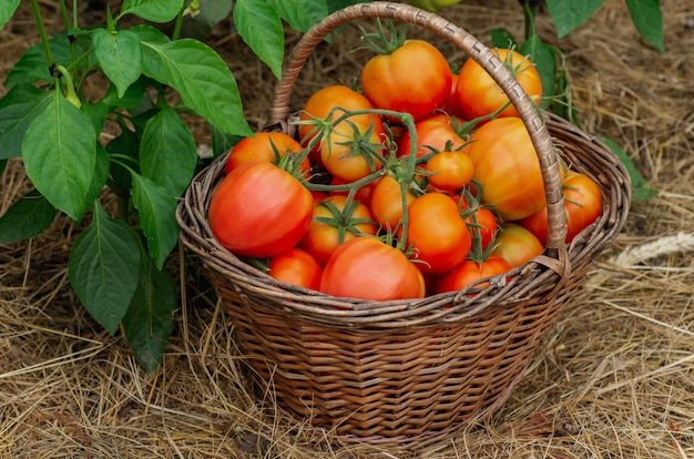 Canasta de barbas rellenas de tomates rojos maduros. Cosecha de otoño