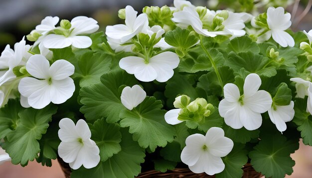 Foto una canasta de flores blancas con hojas verdes y flores blancas