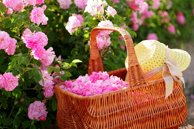 Canasta con flores de rosas de aceite rosa