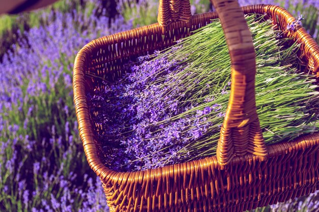 Canasta con lavanda en el campo