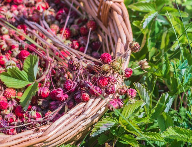 Una canasta llena de fresas de pie sobre una exuberante hierba verde en un día soleado de verano Una canasta de bayas rojas en el suelo en un jardín de verano