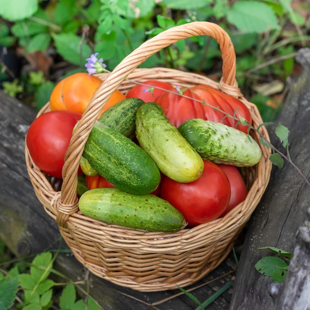 Una canasta llena de tomates y pepinosCosecha frescaconcepto de jardinería casera de alimentos ecológicos