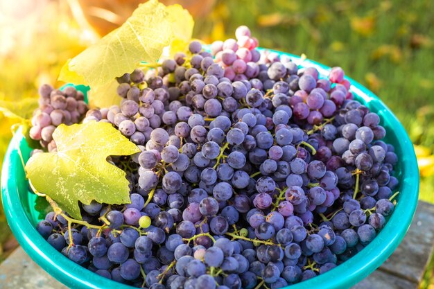 Una canasta llena de uvas negras maduras. Cosecha de frutos en otoño en la finca.