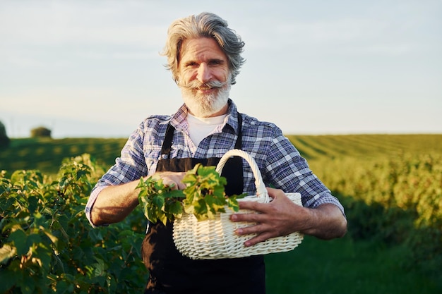 Con canasta en manos Hombre elegante senior con cabello gris y barba en el campo agrícola con cosecha