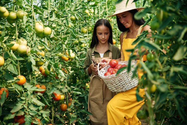 Foto con la canasta en las manos mujer y niña están en el jardín con tomates juntos