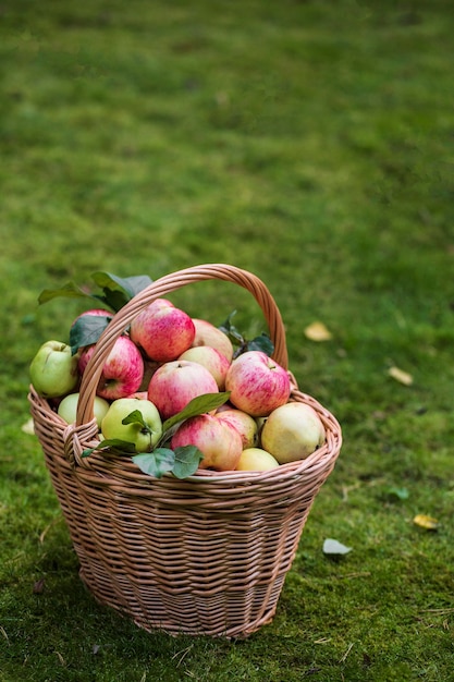 canasta de manzanas en el jardín de otoño, cosecha