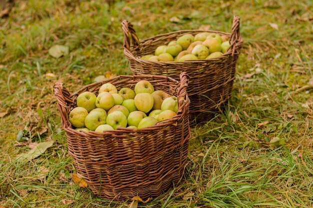 una canasta de manzanas que tiene la palabra peras en ella