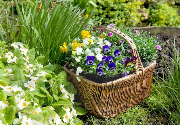 una canasta de mimbre llena de bonitas flores en el césped en un jardín junto a la primrose en flor