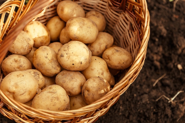 Canasta de patatas nuevas sabrosas frescas.