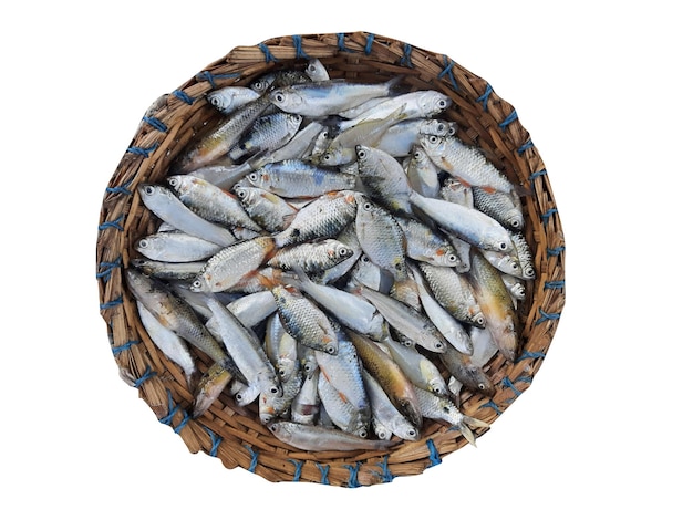 una canasta de pescado se muestra con una canasa de pescado en el medio