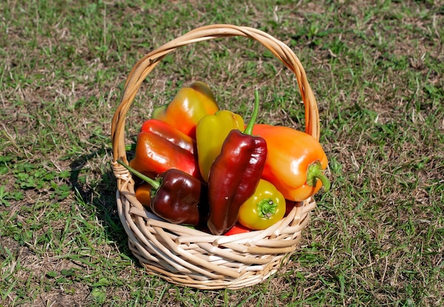 Una canasta de pimientos está en la hierba.