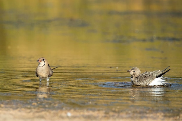 Canastera de collar en una laguna del centro de España con las últimas luces de la tarde