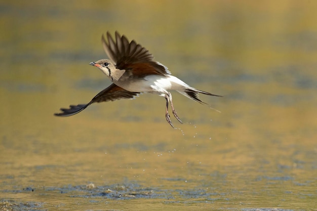 Canastera de cuello adulto volando con las últimas luces de la tarde en un humedal en el centro de España