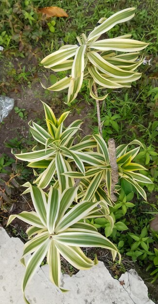 Foto canción de la planta de la india tomada de cerca