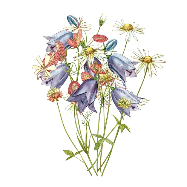 Candelária da bexiga e flores de sinos. Conjunto em aquarela de flores de desenho, elementos florais, ilustração botânica desenhada de mão.