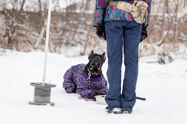 Cane corso à procura de um inverno mestre