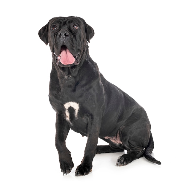 Cane corso en blanco aislado