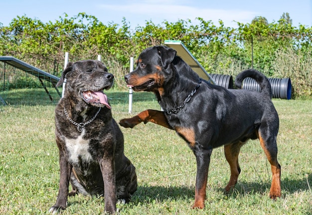 Cane corso e rottweiler