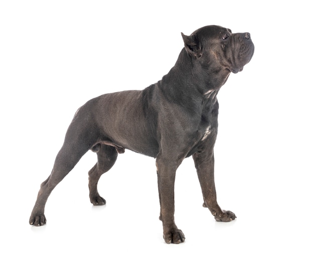 Cane corso em estúdio