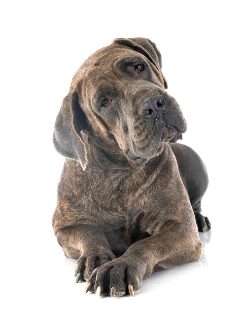 Mastim Napolitano Mastim Inglês Cane Corso Bulldog São Bernardo, outros,  diverso, carnívoro png