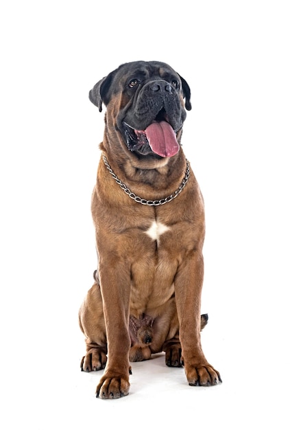 Cane corso em estúdio