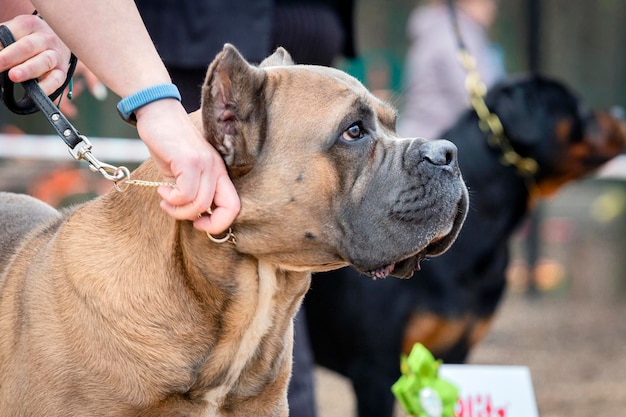 Foto cane corso-hund auf einer hundeausstellung