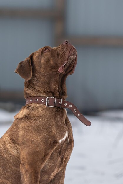 Cane Corso-Hund sitzt mit abgeflachten Ohren und schaut auf und bettelt mit seinen Augen um etwas Leckeres