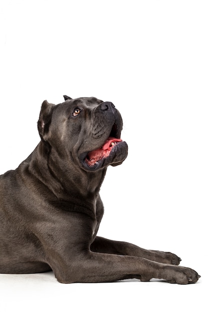 Cane Corso Hund