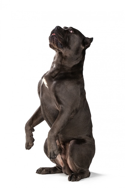 Cane Corso Hund