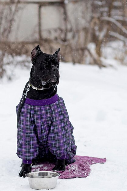 Cane Corso de invierno caminando y entrenando