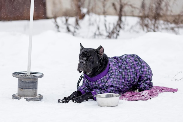 Cane Corso de invierno caminando y entrenando