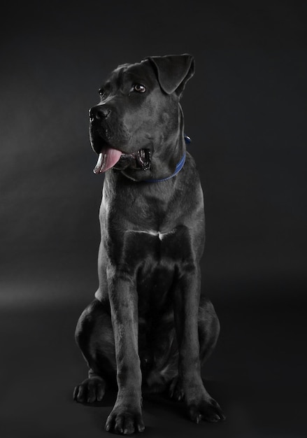 Cane corso italiano cão em fundo preto