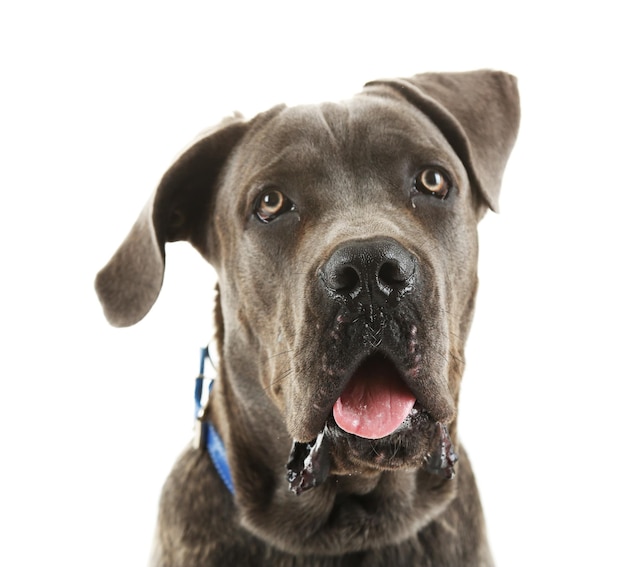 Cane corso italiano perro aislado en blanco