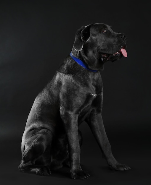 Cane corso italiano perro sobre fondo negro