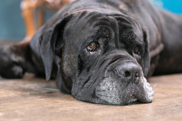 Cane Corso, macho, de seis anos